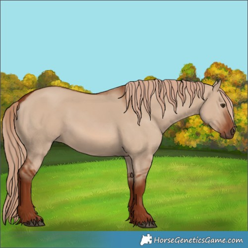 Horse Color:Red Dun 