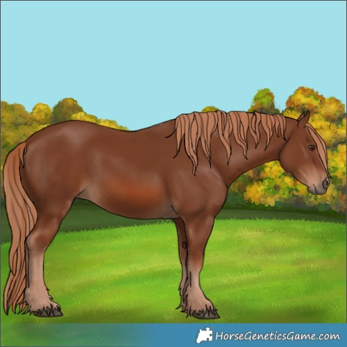 Horse Color:Chestnut 