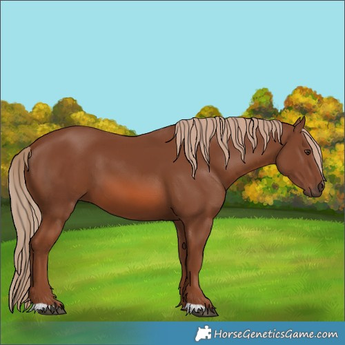Horse Color:Chestnut 