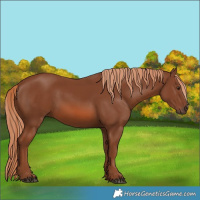 Horse Color:Chestnut 