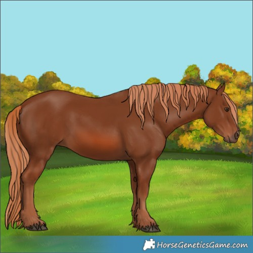 Horse Color:Chestnut 