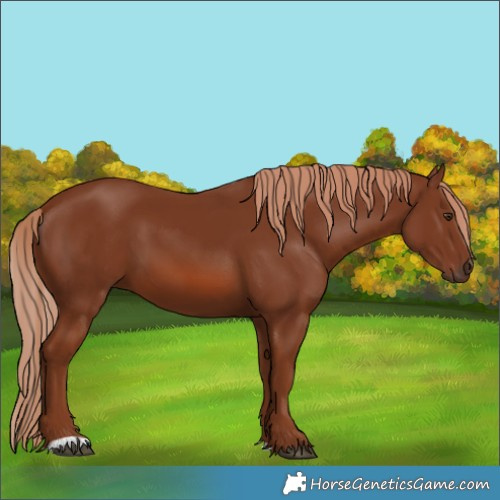 Horse Color:Chestnut 