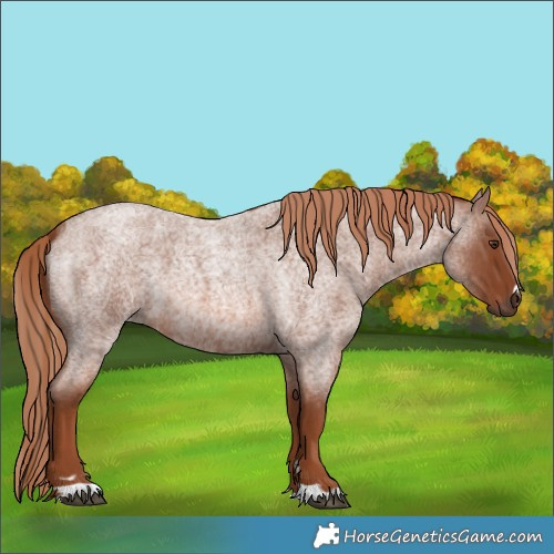 Horse Color:Red Roan 
