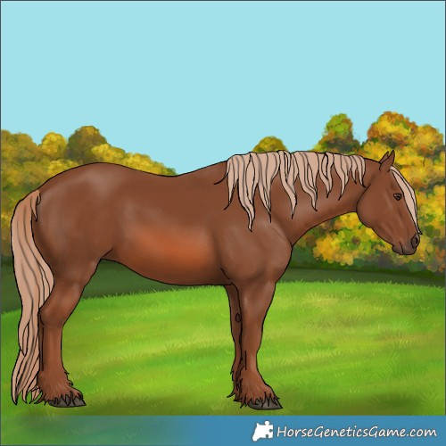 Horse Color:Chestnut 