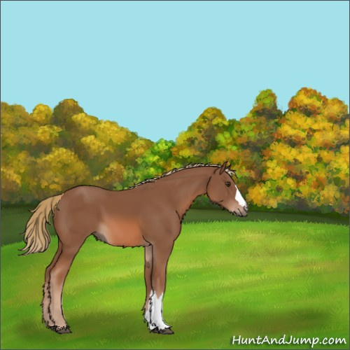 Horse Color:Chestnut 