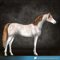 Horse Color:Red Roan Sabino