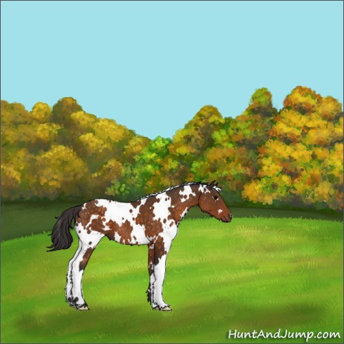 Horse Color:White Spotted Buckskin 