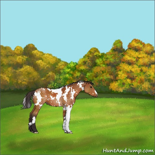 Horse Color:White Spotted Buckskin 