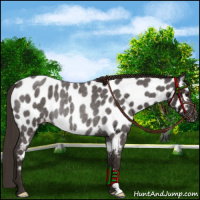 Horse Color:Liver Red Roan Appaloosa Rabicano 