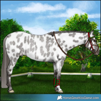 Horse Color:Liver Red Roan Appaloosa Rabicano