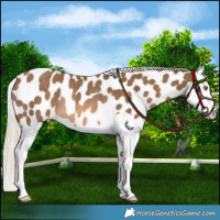 Horse Color:Chocolate Palomino Splash Near Leopard Rabicano 