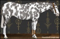 Horse Color:Liver Red Roan Splash Appaloosa 