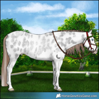Horse Color:Liver Red Roan Splash Appaloosa Rabicano