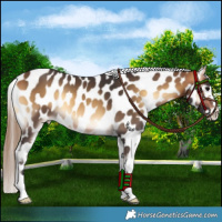 Horse Color:Buckskin Onyx Near Leopard