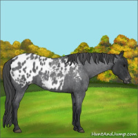 Horse Color:Blue Roan Blanket 