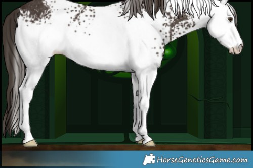 Horse Color:White Spotted Liver Chestnut Rabicano 