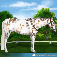 Horse Color:Chocolate Palomino Onyx Splash Near Leopard