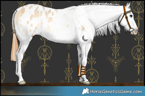 Horse Color:Buckskin Roan Onyx Splash Appaloosa 