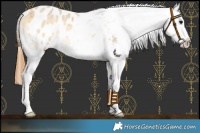 Horse Color:Buckskin Roan Onyx Splash Blanket 