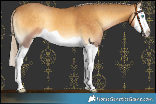 Horse Color:Palomino Onyx Splash 