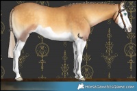 Horse Color:Palomino Onyx Splash 