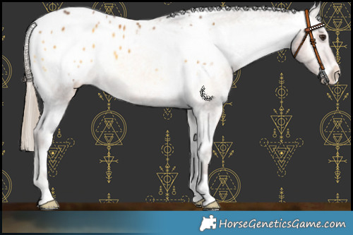 Horse Color:Chocolate Palomino Onyx Appaloosa 