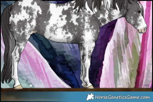 Horse Color:White Spotted Smoky Black Sabino 