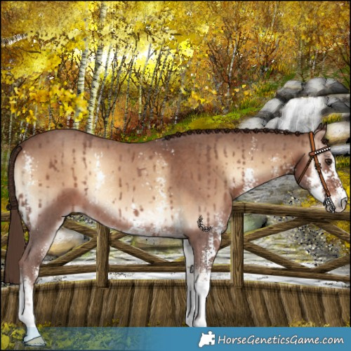 Horse Color:Red Onyx Sabino 