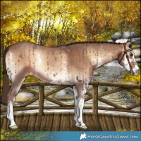 Horse Color:Red Onyx Sabino 