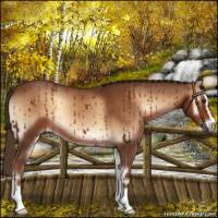 Horse Color:Red Onyx Sabino 