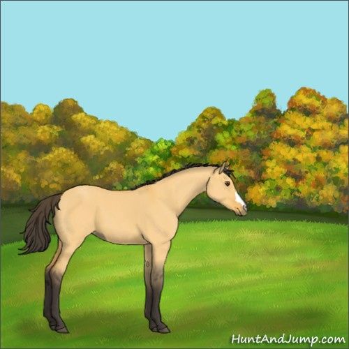 Horse Color:Buckskin Dun 