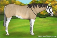 Horse Color:Buckskin Dun Splash Rabicano