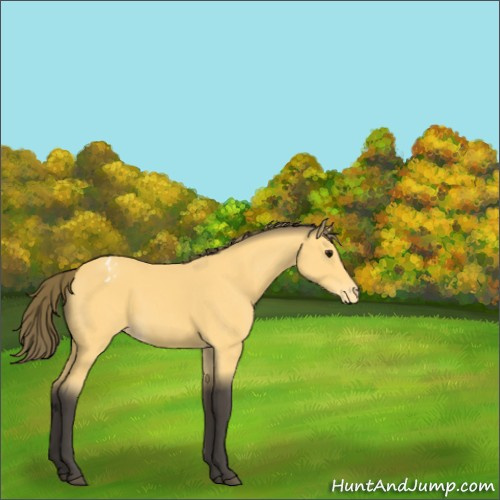 Horse Color:Buckskin Appaloosa 