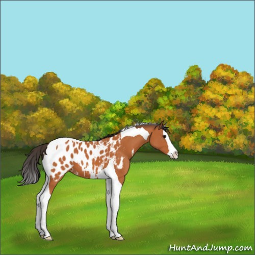 Horse Color:Bay Splash Tobiano Appaloosa 