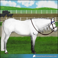 Horse Color:Gray Silver Buckskin Roan 