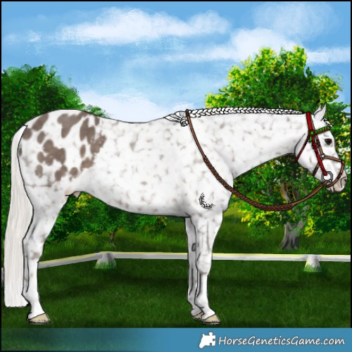 Horse Color:Silver Black Appaloosa 
