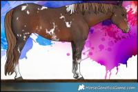 Horse Color:White Spotted Liver Chestnut Sabino 