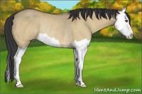Horse Color:Buckskin Dun Splash Rabicano