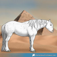 Horse Color:Black Sabino Splash 