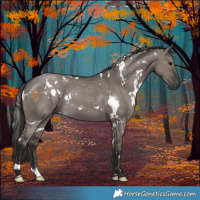 Horse Color:White Spotted Smoky Grullo 