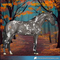 Horse Color:White Spotted Grullo Mushroom 