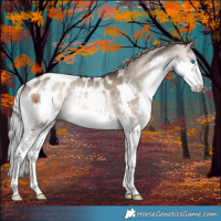 Horse Color:Silver Brown Onyx Splash Appaloosa 