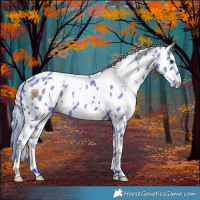 Horse Color:Watercolor White Spotted Liver Red Dun Near Leopard 