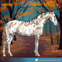 Horse Color:Liver Red Dun Onyx Appaloosa 