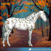 Horse Color:Watercolor Brown Dun Sabino Near Leopard Rabicano 