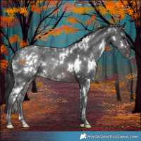Horse Color:White Spotted Brown 