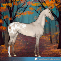 Horse Color:Sable Champagne Dun Appaloosa 
