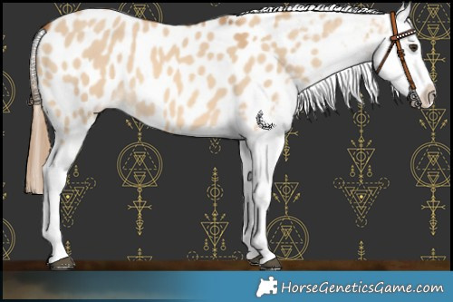 Horse Color:Red Dun Appaloosa