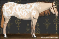 Horse Color:Red Dun Appaloosa 