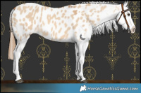 Horse Color:Red Dun Blanket 